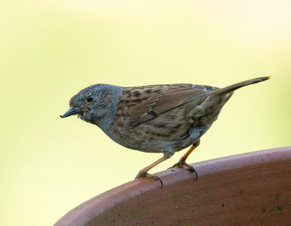 How to make a bird box using flower pots?