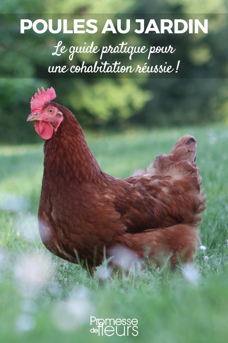 Chickens in the garden: how to cohabit optimally?