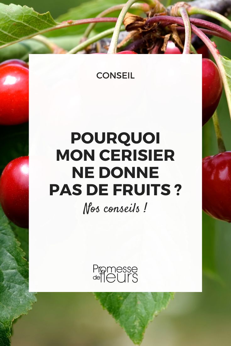 Why my cherry tree does not bear fruit Absence of cherries