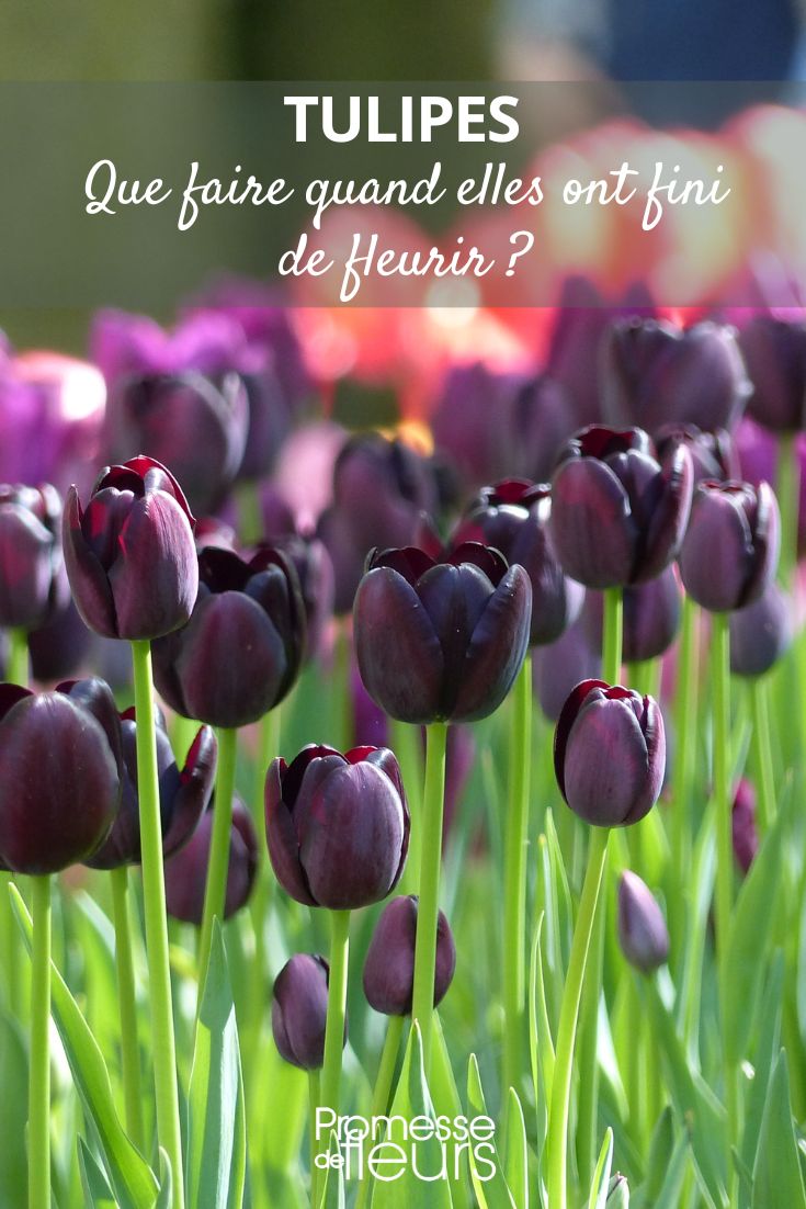 Tulip Queen of Night - Naked Queen