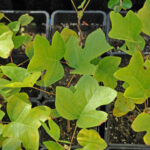 How to propagate tulip trees?