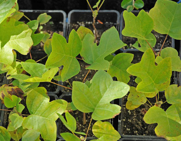How to propagate tulip trees?
