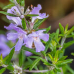 Westringia fruticosa - Australian Rosemary: Planting, Growing and Care