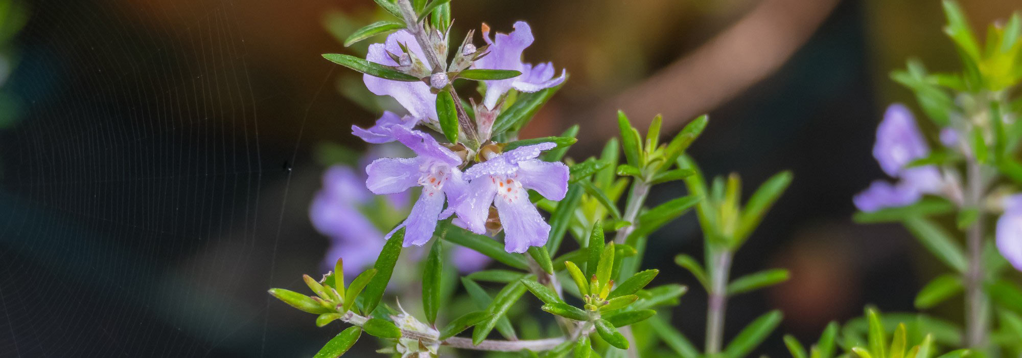 Westringia fruticosa - Australian rosemary: planting, growing, and care