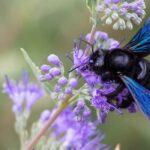Violet carpenter bee or carpenter bee: a gardener's valuable ally.