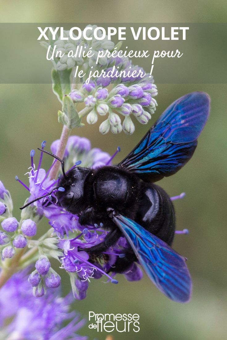 Violet carpenter bee Carpenter bee: a valuable ally for the entire gardener