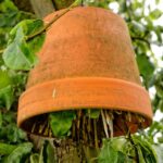 How to make an earwig shelter to protect your fruit?