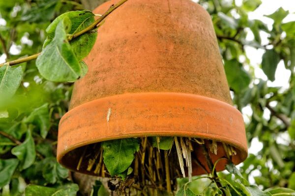 How to make an earwig shelter to protect your fruit?