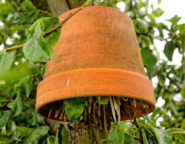 How to make an earwig shelter to protect your fruit?