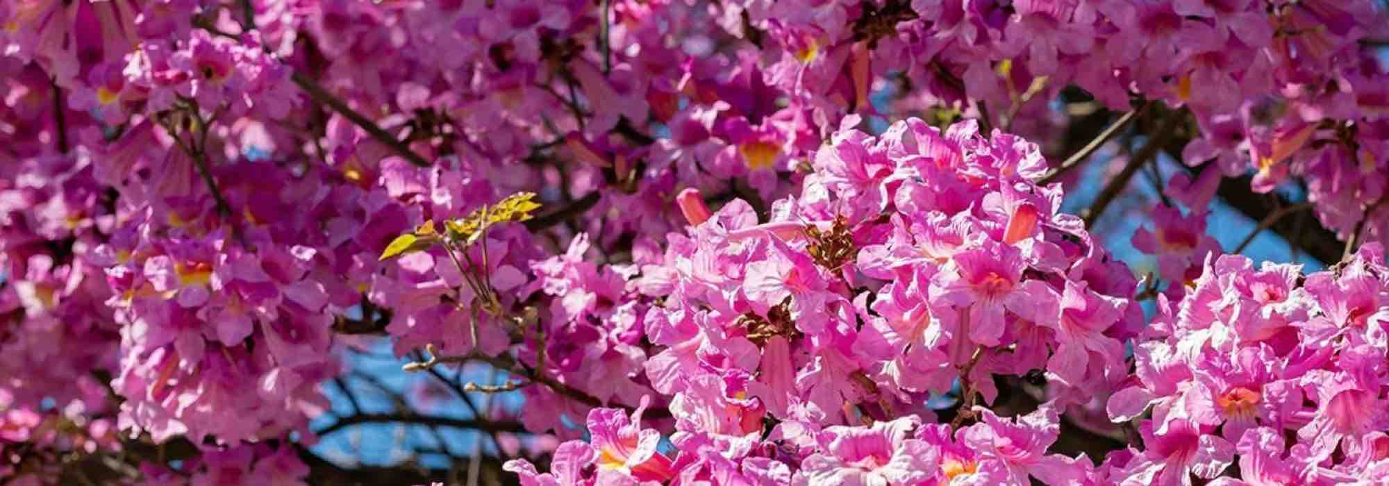 5 pink-flowering trees for a radiant garden!