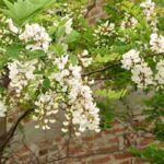 6 hardiest trees: the most resilient for a worry-free, low-maintenance garden.