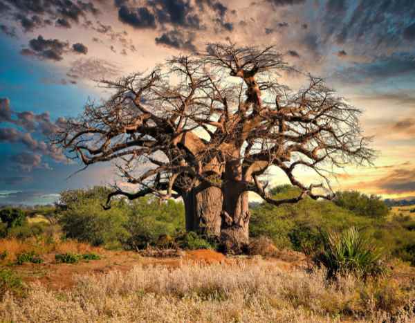 The giants of time: a journey to meet the oldest trees in the world