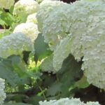 Discover 7 hedge shrubs with colourful summer flowering