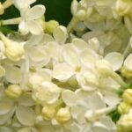 Discover seven hedge shrubs with spectacular spring flowering