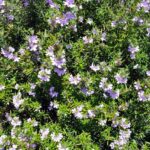 How to propagate Westringia or the Australian rosemary?