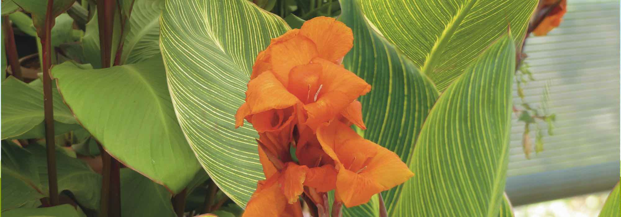 Our secrets to keep cannas flowering all summer long