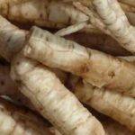 Chervis or skirret, a forgotten perennial vegetable, easy to grow