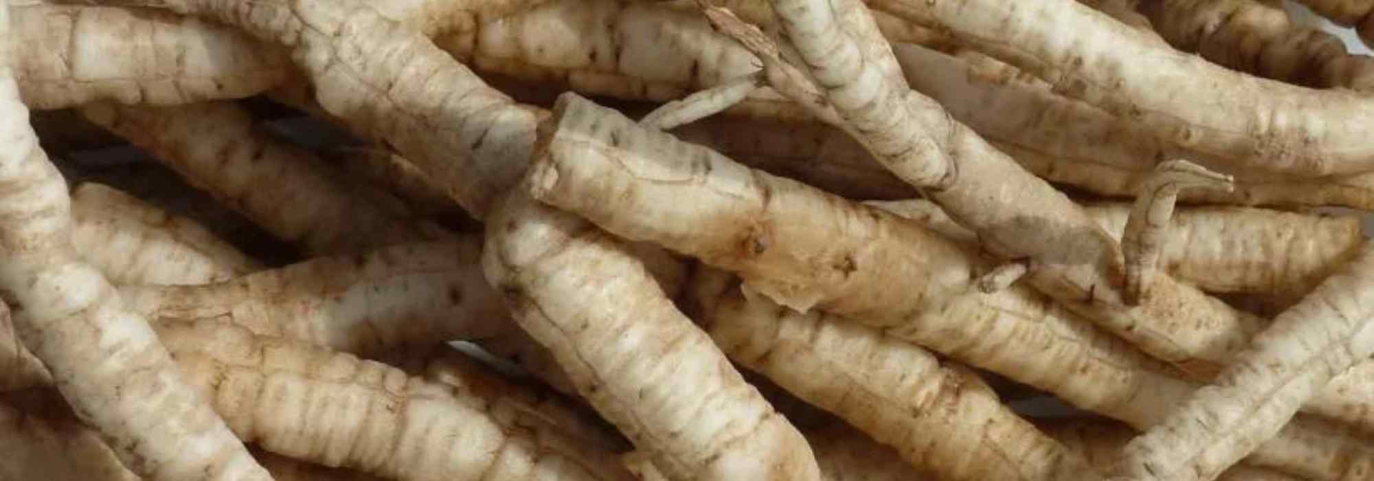 Chervis, a forgotten perennial vegetable that's easy to grow.