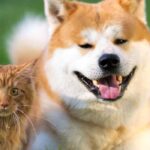 Cats and dogs: how to adapt your garden for your pets?