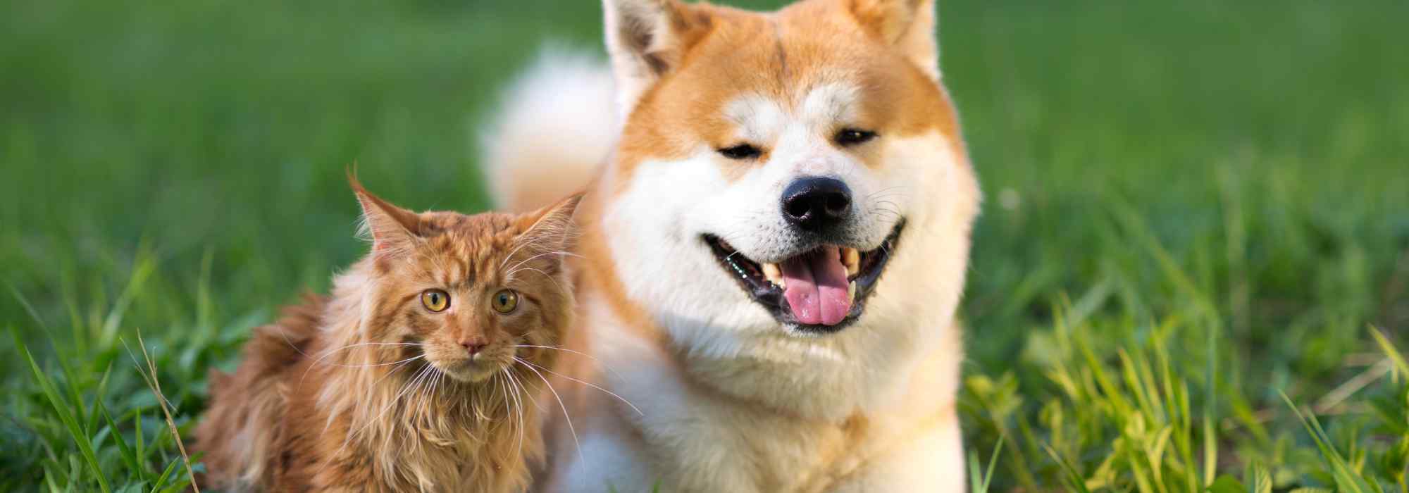 Cats and dogs: how to adapt your garden for your pets?