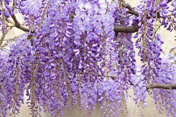 How to air-layer wisteria?