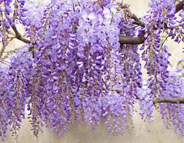 How to air-layer wisteria?