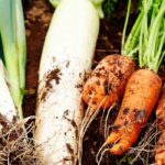 What are the best companion plants for carrots?