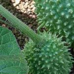 The Bur cucumber: how to grow this unusual fruit-vegetable?
