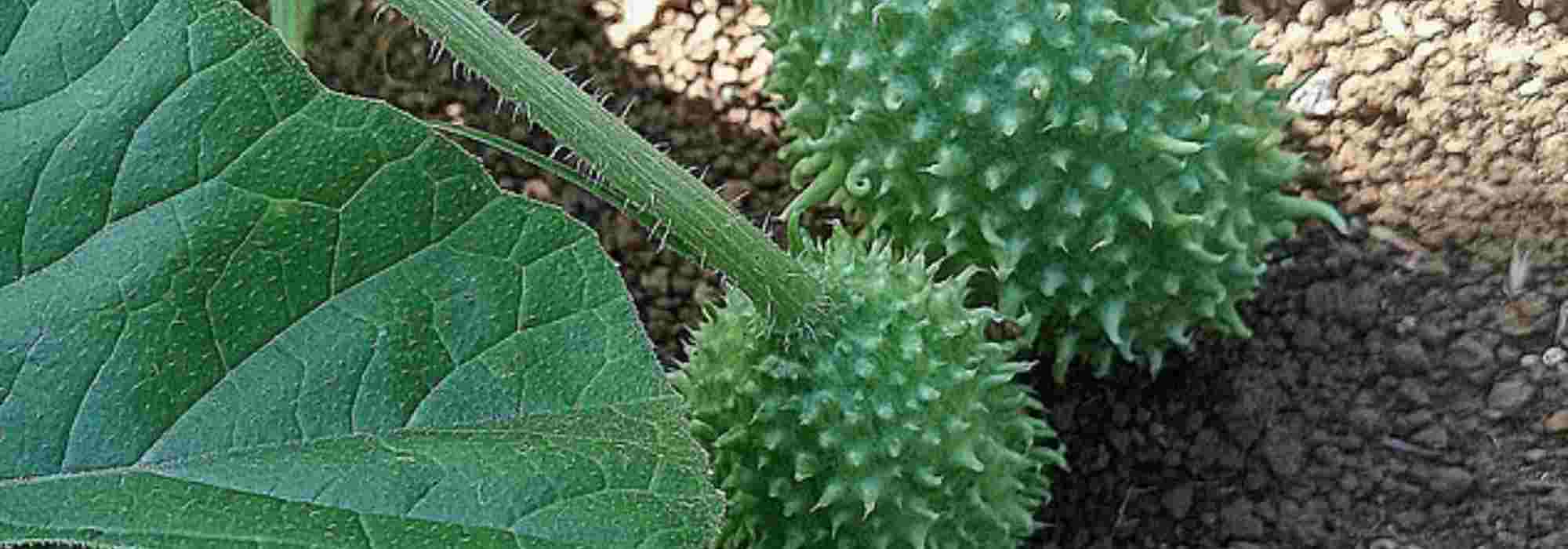 The Antilles cucumber: how to grow this unusual fruit-vegetable?
