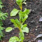 Starting a vegetable garden: how much should you budget for a successful project?