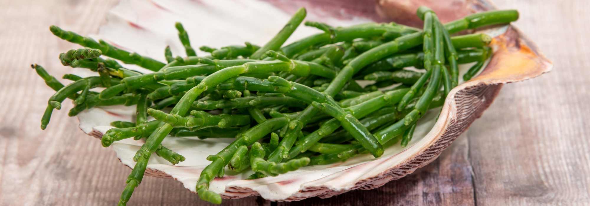 Growing glasswort in a pot: how and why?