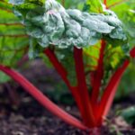 How to successfully grow Swiss chard?