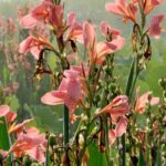 Our secrets to keep gladioli in bloom all summer long