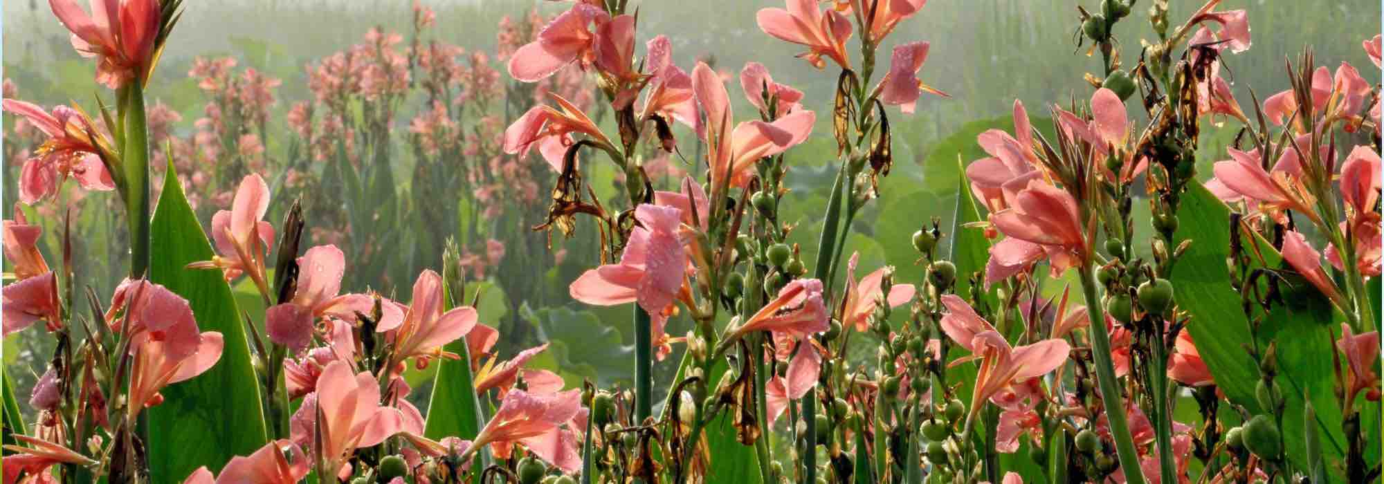 Our secrets to keep gladioli in bloom all summer long