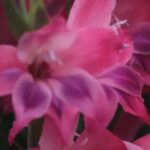 Discover our selection of the hardiest gladioli