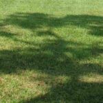 Dense or light shade: the trees you need!