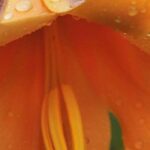 Discover Easter lilies