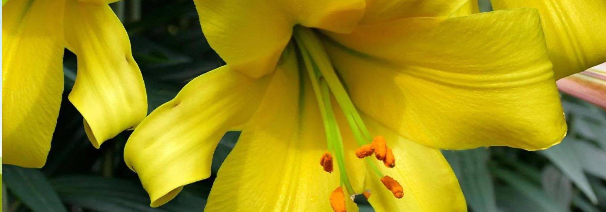 The most beautiful yellow-flowered lilies for a dazzling garden!