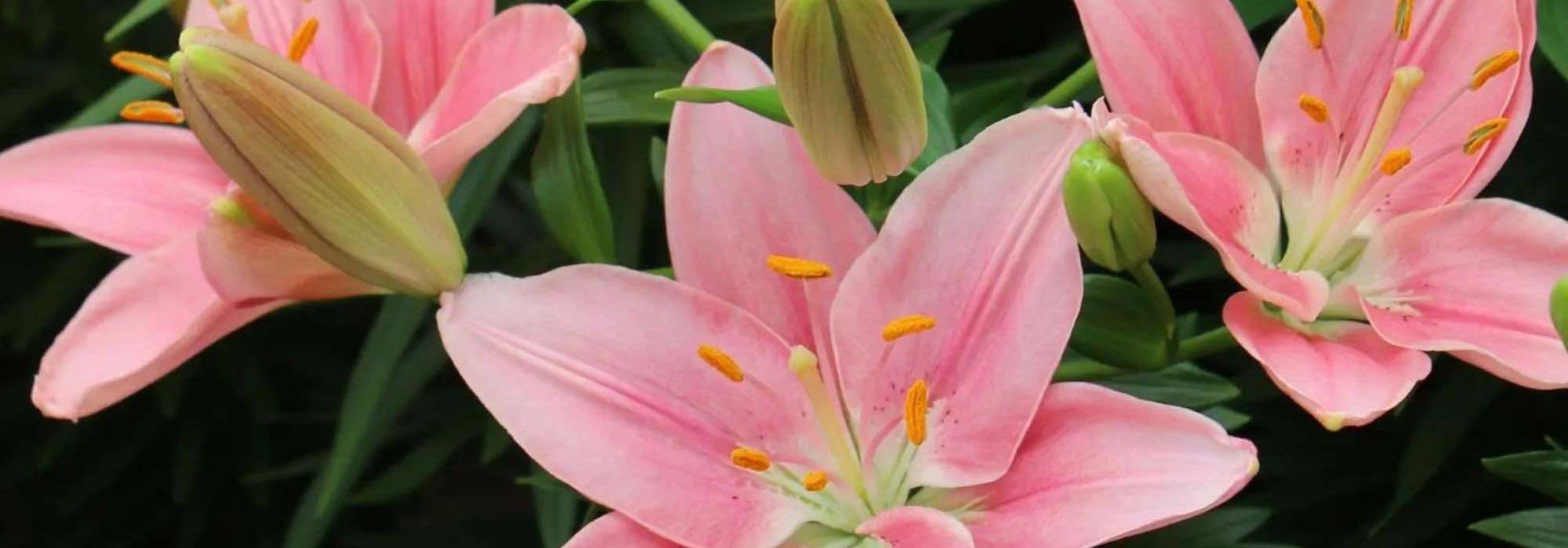 5 lilies with pink flowers for a romantic garden