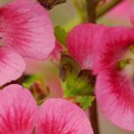 Diseases and parasitic pests of Anisodontea