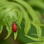 How to protect your lilies from parasitic diseases and pests?