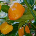5 hot chillies to grow to spice up your dishes!