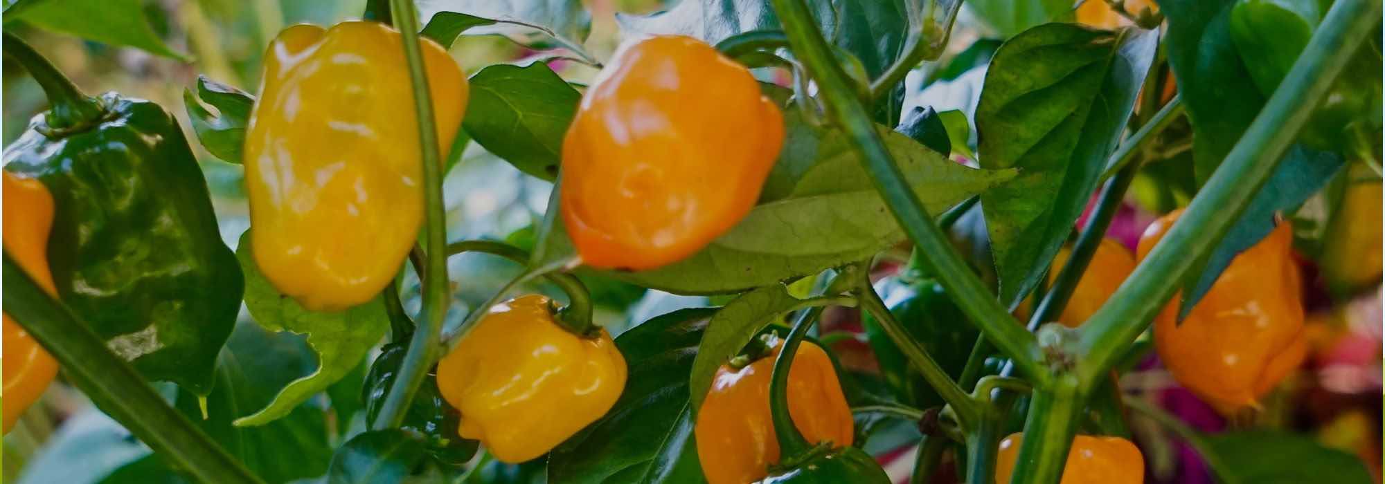 5 hot chillies to grow to spice up your dishes!