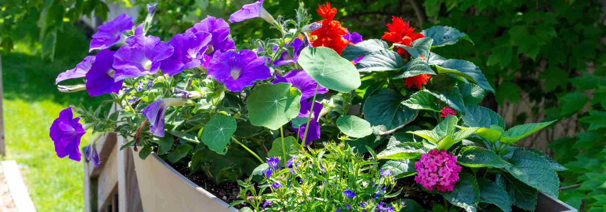Annual flowers and plants: everything you need to know for a blooming garden nearly all year long