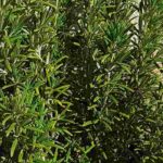 Must-have garrigue plants