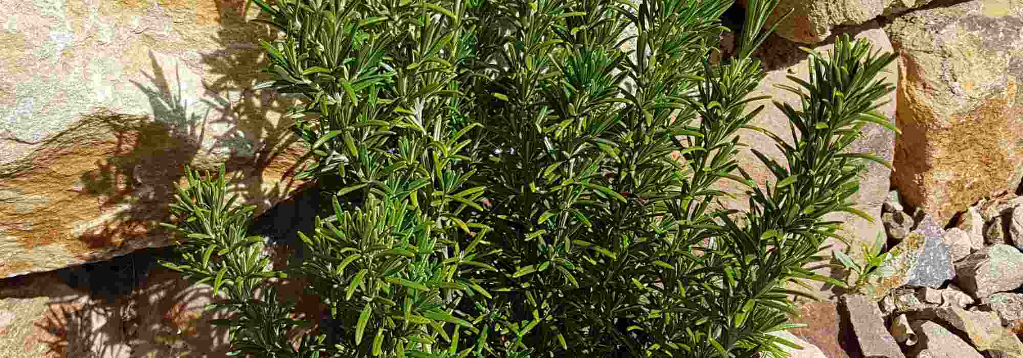 Must-have garrigue plants