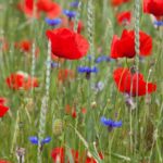 All you need to know about messicolous plants and harvest flowers.