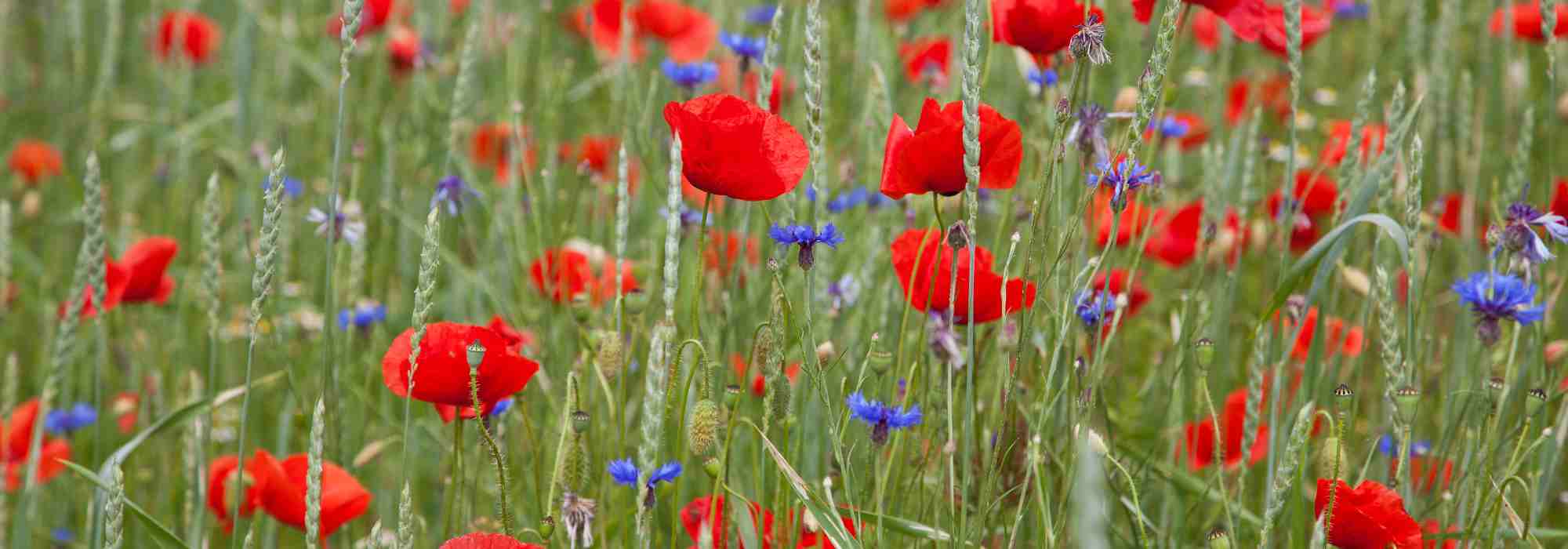 All you need to know about messicolous plants and harvest flowers.