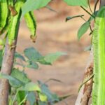 Easy and delicious to grow: the asparagus pea, a vegetable to discover.