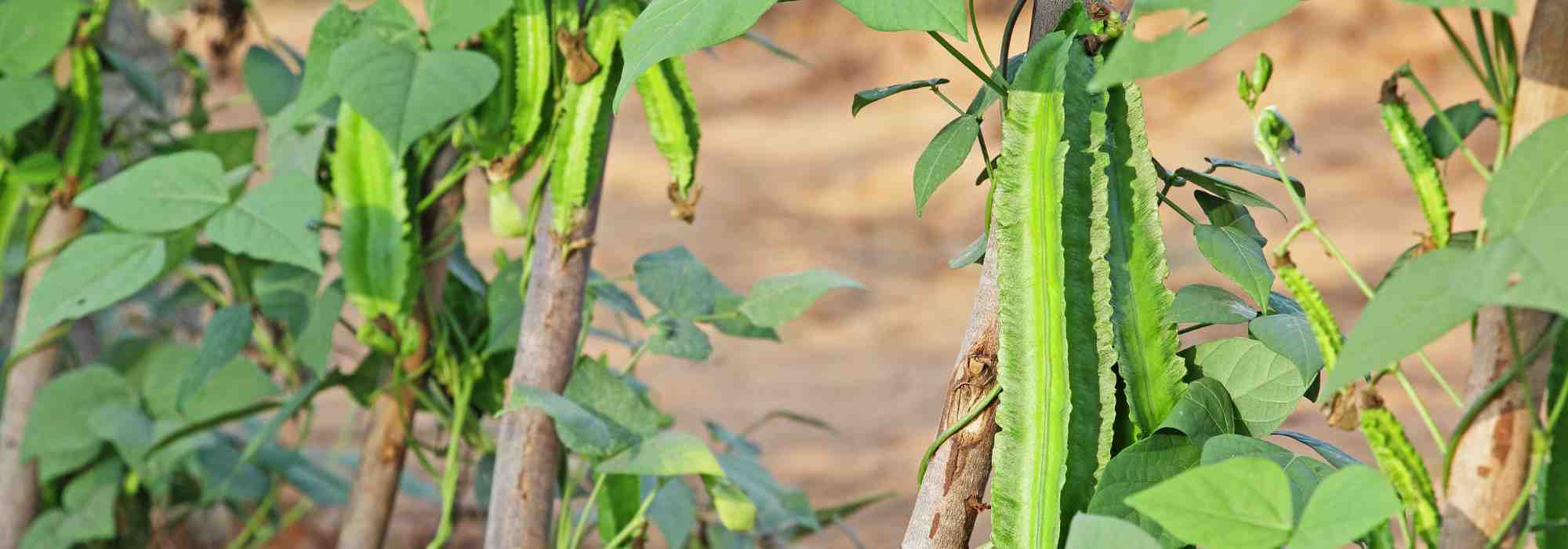 Easy and delicious to grow: the asparagus pea, a vegetable to discover.
